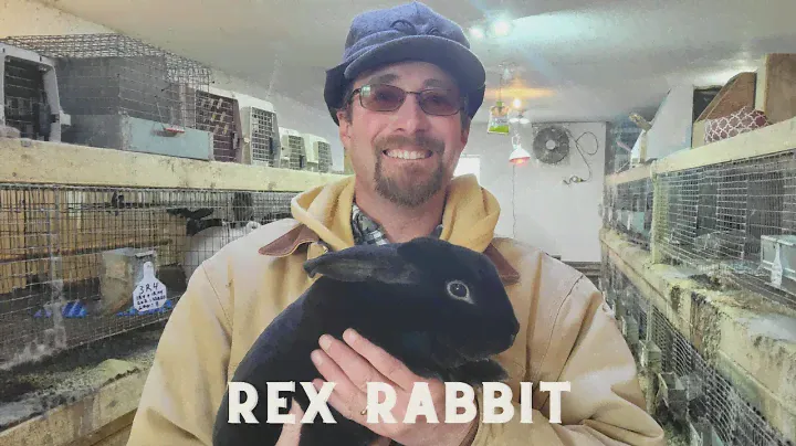 History and facts about Rex Rabbits.
