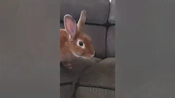 What its like to own a mini rex bunny rabbit. He is neutered.