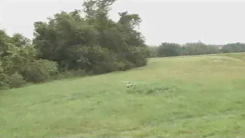Align T-Rex 250 - Intro & 3D Flight