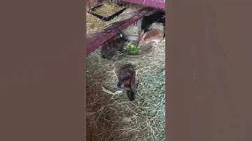 Bunny Life, Episode 2