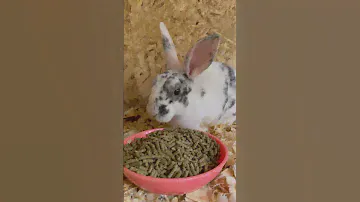 Mini Rex #rabbits #bunnies