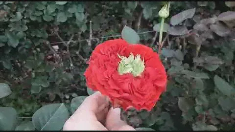 Обзор сорта Red eye