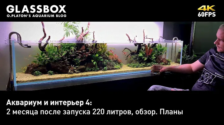 Аквариум и интерьер 5: 2 месяца после запуска 220 литров, обзор.