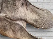 Tyrannosaurus rex 5 Foot Life Sized Wall Mountable Display
