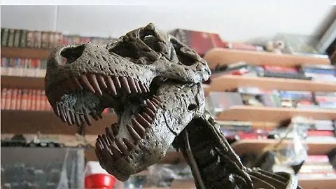 Тираннозавр Рекс (Конструктор T-Rex Skeleton)