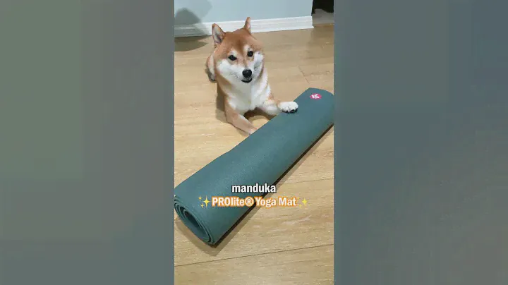 Yuzu the Shiba Uses the Manduka PROlite Yoga Mat!  🐕️