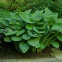 Хоста гибридная Hosta hybride "T Rex" : С2/3>