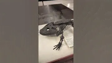 Учёные нашли кости, а поставили поставщики