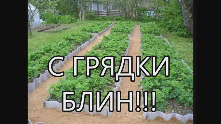Sabaton-Carolus Rex (Misheard lyrics)
