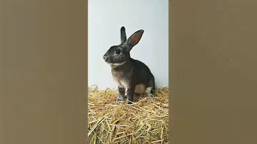 Conejo Rex Chinchilla 🐰🐰