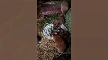 Bunny Life, Episode 11